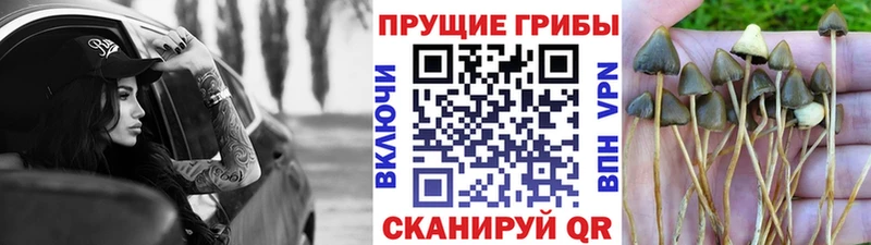 Галлюциногенные грибы MAGIC MUSHROOMS  Купить где  Бологое 